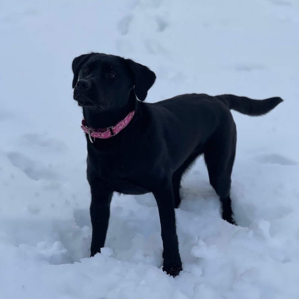 Meet your Posher, Bryan